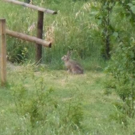 Il Cerchio Delle Fate Villa Torgiano Eksteriør billede